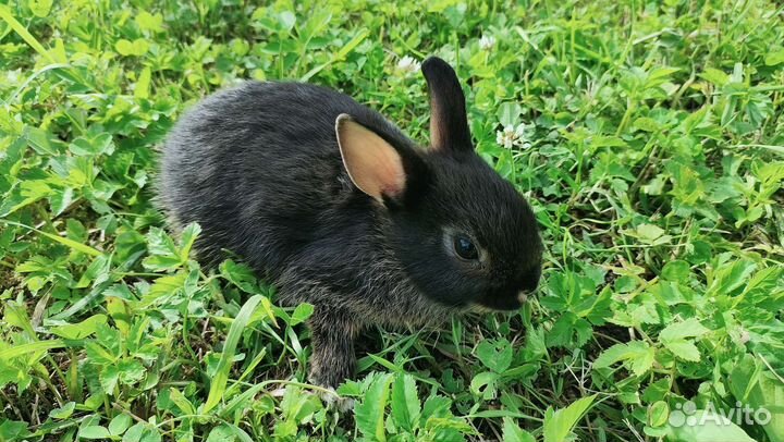 Крольчата декоративные