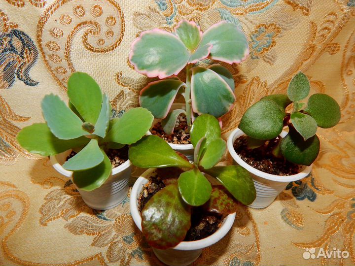 Растения суккуленты