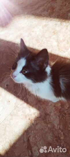 Котята в добрые руки бесплатно