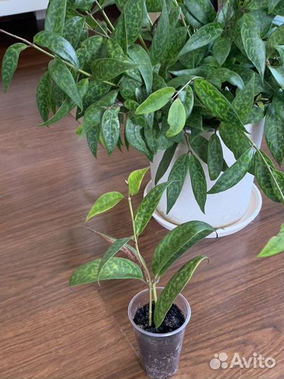 Эсхинантус мраморный