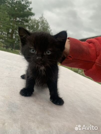 Отдаем котенка в добрые руки