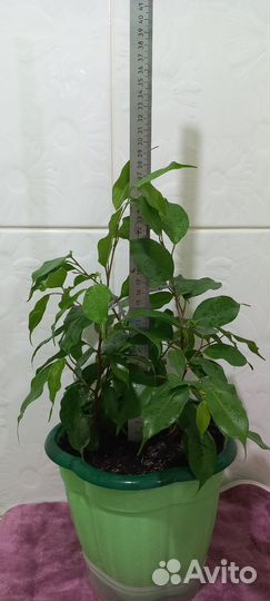 Фикус бенджамина наташа
