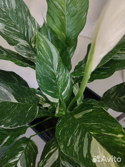 Спатифиллум даймонд