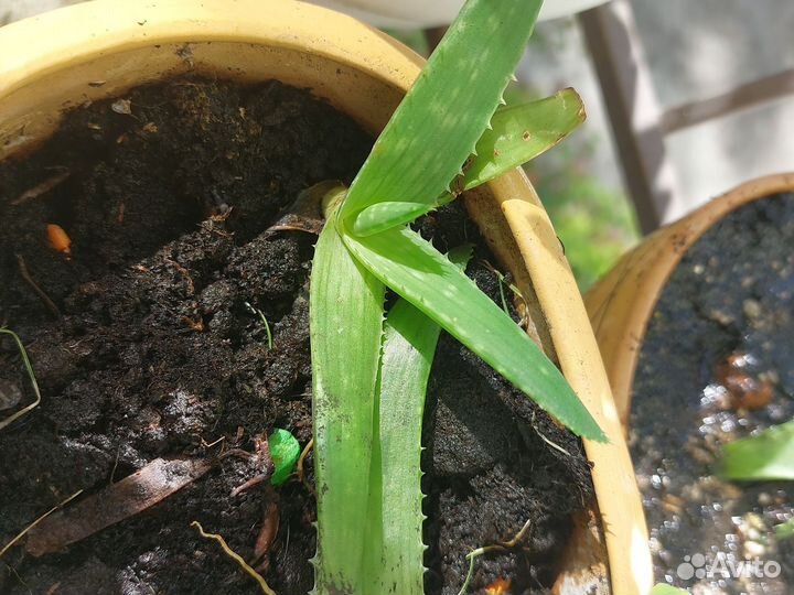 Алоэ вера растение в керамическом горшке