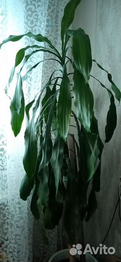 Пальма драцена большая