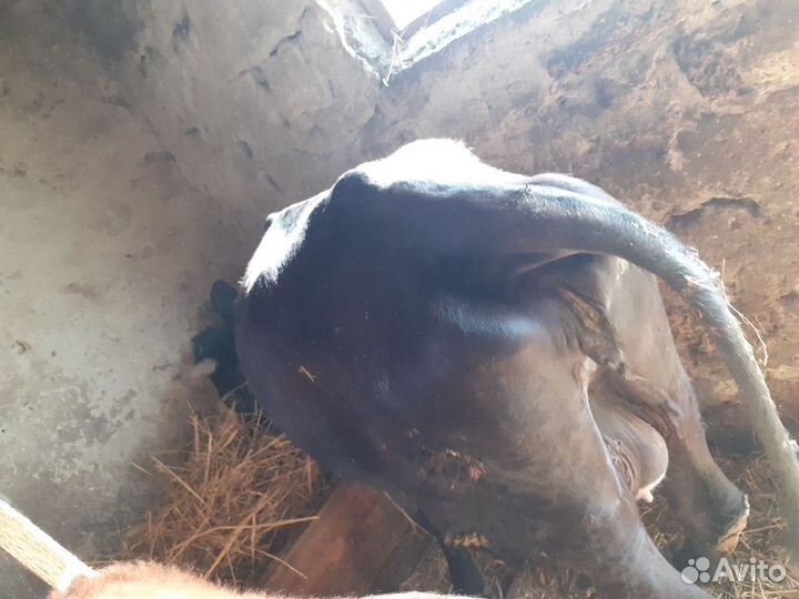 Дойные коровы