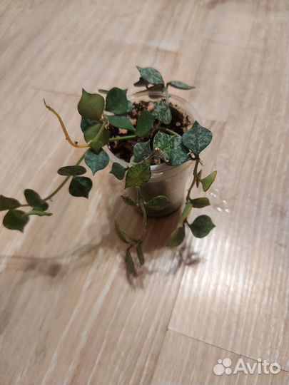 Хойя куртиси