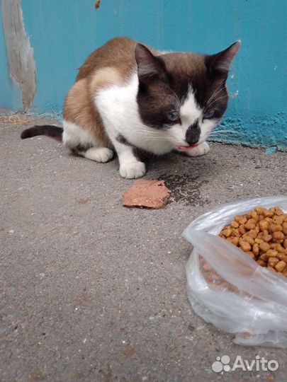 Кот в добрые руки