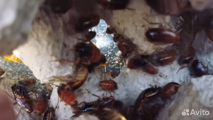 Туркменский таракан (живой). Кормовые насекомые