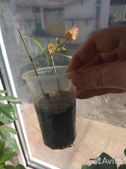 Бугенвиллия