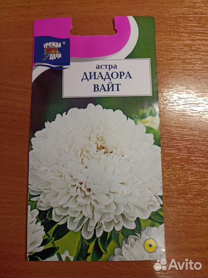 Астра Белая