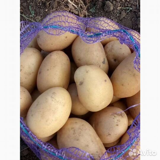 Семенной картофель Гала