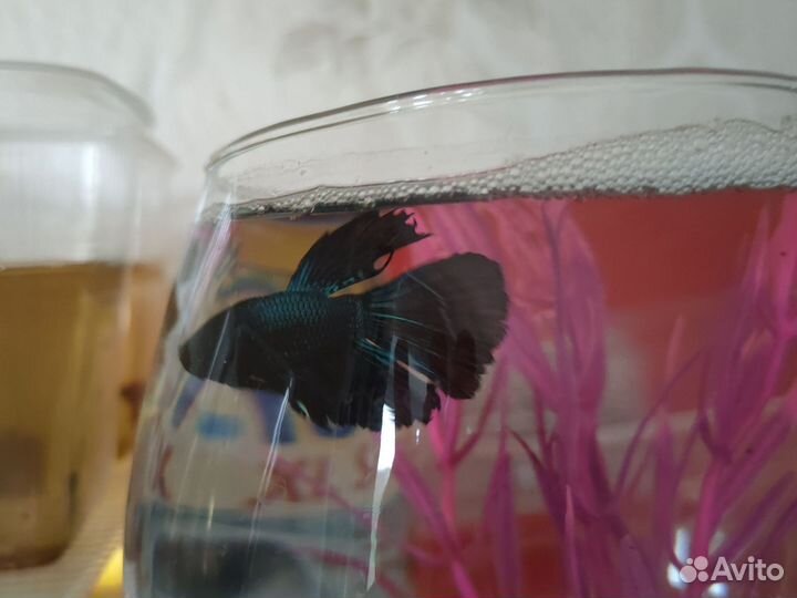 Петушок супердельта черный