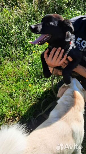 Щенок в дар