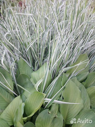 Фалярис или канареечник