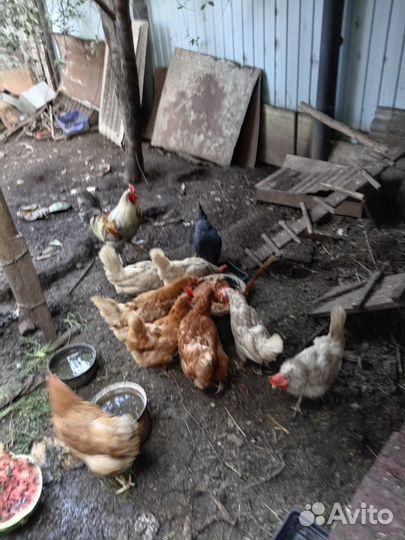 Куры несушки