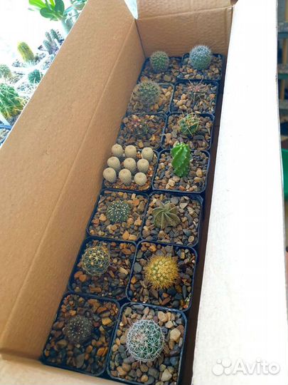 Композиции. Подарочный набор кактусов. Суккуленты