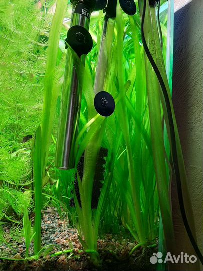 Аквариумные растения