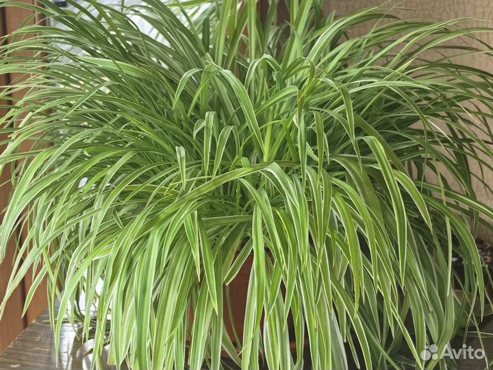 Хлорофитум вариегатный