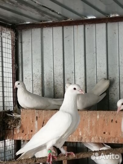Голуби