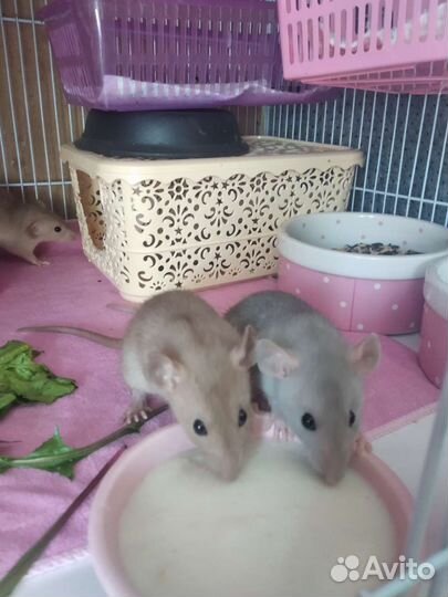 Крысята малыши