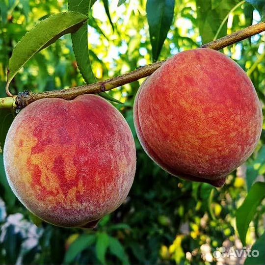 Саженцы нововеличковская