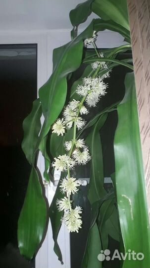 Драцена душистая