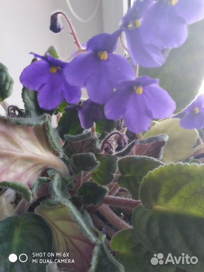 Продам цветы комнатные