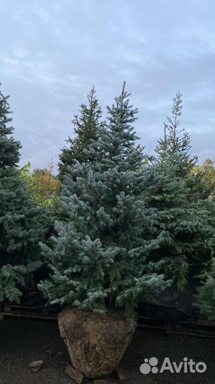 Ель колючая голубая