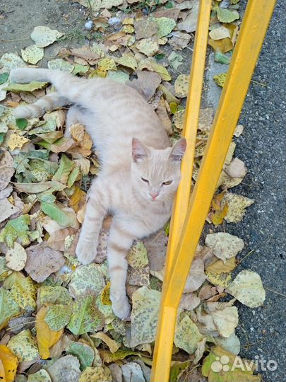 Рыжий котик