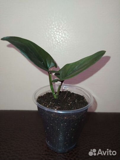 Сингониум эритрофиллум