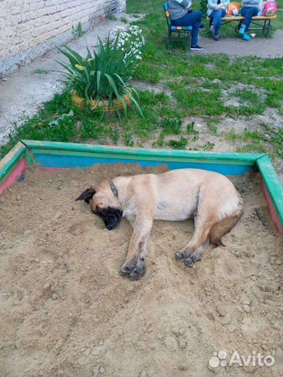 Щенок подросток в добрые руки