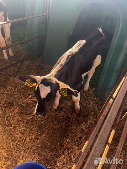 Отменные телята бычки с доставкой на транспорте