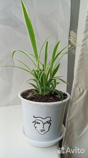 Хлорофитум полосатый