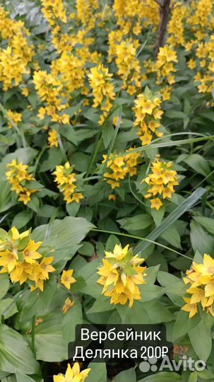 Многолетники садовые