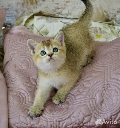 Шотландские котята