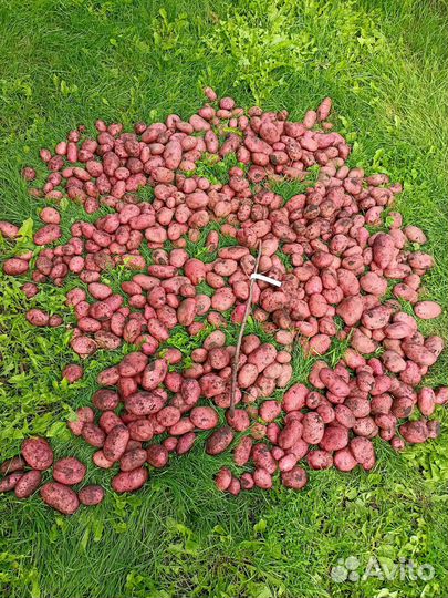 Сорта картофеля от селекционера класса 