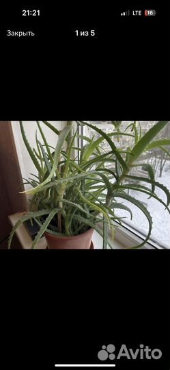 Алоэ столетник лечебный