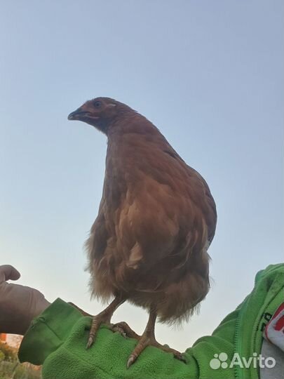 Молодые петушки. Крупной породы