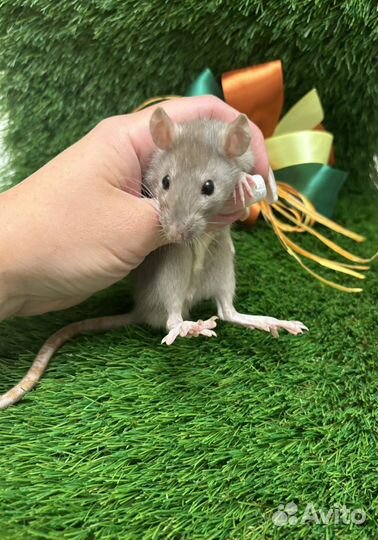 Крыса дамбо - малыши крысята, разные окрасы