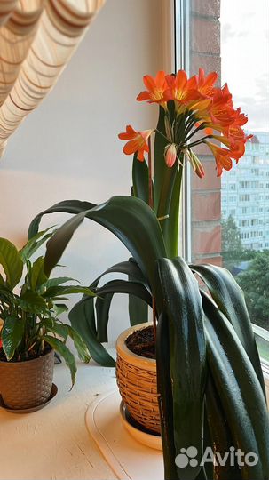 Комнатный цветок кливия