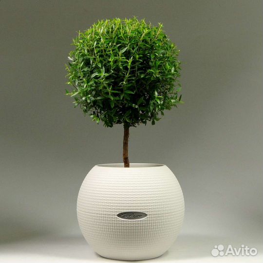 Мирт, вариегатный, укорененные отростки, дерево