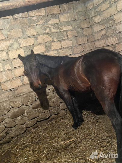 Лошади жеребец мансур