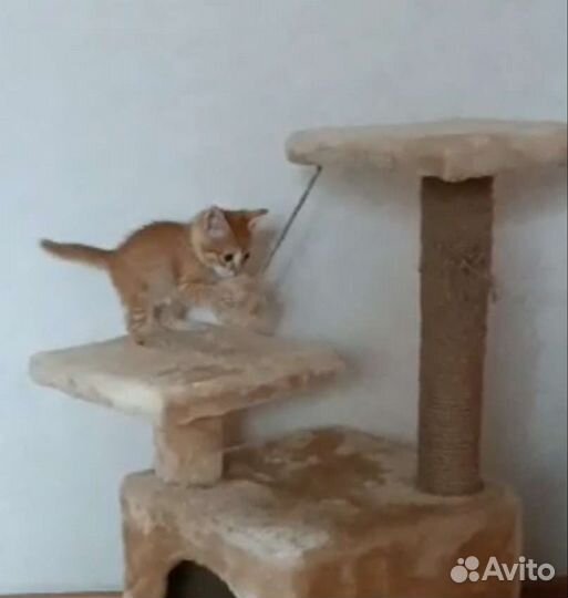 Кошка в дар бесплатно