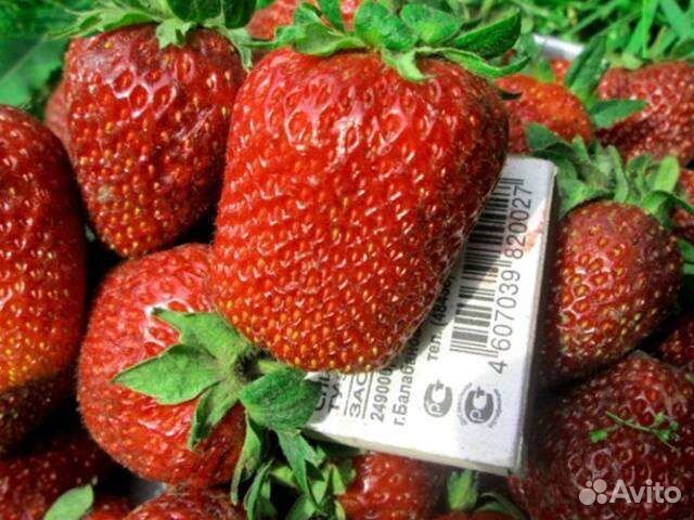 Рассада клубники маршал