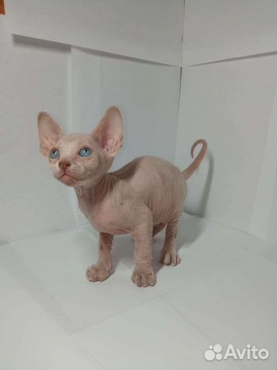 Канадский сфинкс котенок