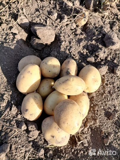 Семенной картофель Королева Анна