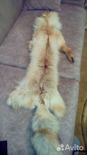 Шкура лисы