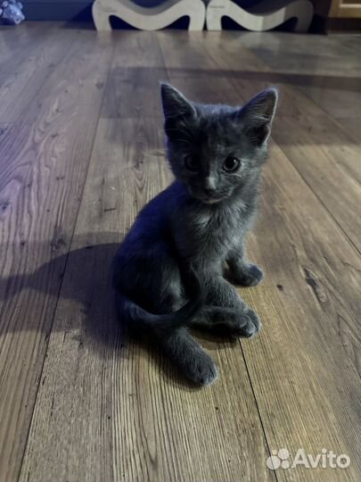 Котята в добрые руки даром
