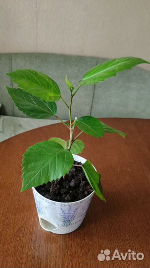 Комнатные цветы (фикусы, гибискус)